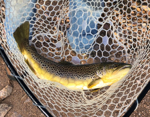 Brown Trout